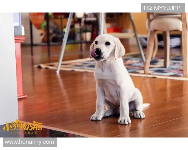 足球明星与他们的爱犬生活揭秘：那些狗狗背后的故事与情感纽带